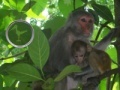 Gioco Hidden Animals: Baby Monkeys