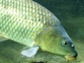 Gioco Carp Jigsaw