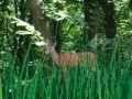 Gioco Deer Hunter