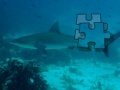 Gioco Shark Puzzle