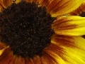 Gioco Harvest Sunflower Jigsaw