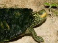 Gioco Map Turtle Jigsaw