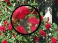Gioco Rose Garden Hidden Numbers
