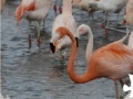 Gioco Flamingo