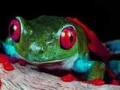 Gioco Two brave frogs puzzle