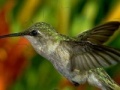 Gioco Hummingbird