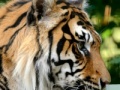 Gioco Sumatran Tiger Jigsaw
