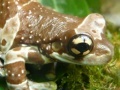 Gioco Amphibians Hidden Images