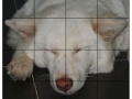 Gioco Pet Puzzle