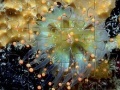 Gioco Jellyfish Jigsaw