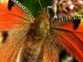 Gioco Butterflies Hidden Images