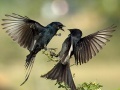 Gioco Two Birds Jigsaw Puzzle