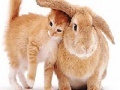 Gioco Cute cat and rabbit slide puzzle
