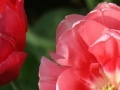 Gioco Tulip Jigsaw Puzzle