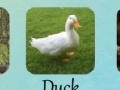 Gioco Animal Quiz