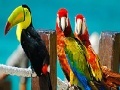 Gioco Colorful parrots slide puzzle