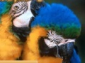 Gioco Parrots Sliding Puzzle