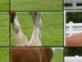 Gioco Clydesdale Horse Slider Puzzle