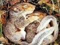 Gioco Sleepy squirrels slide puzzle