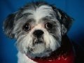Gioco Dog Jigsaw -2