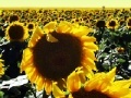 Gioco Sunflowers jigsaw