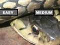 Gioco Garter Snake Jigsaw Puzzle