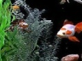 Gioco Jigsaw: fish