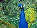 Gioco Puzzles Peacock