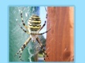Gioco Spiders Jigsaw