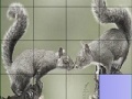 Gioco Squirrels in love