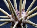 Gioco Sea Urchin Slider