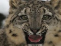 Gioco Snow Leopard Slider
