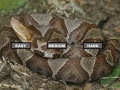 Gioco Puzzle Copperhead