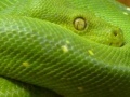 Gioco Snakes hidden images