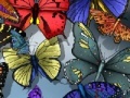 Gioco Find the spot butterflies