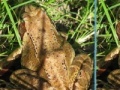 Gioco Frogs Differences