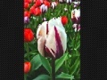 Gioco Tulip flower