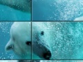 Gioco Underwater Polar Bear Slider Puzzle