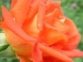 Gioco Orange Rose
