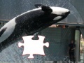 Gioco Killer whale