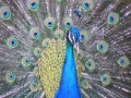 Gioco Peacock Slider