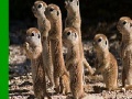 Gioco Shy meerkat family slide puzzle