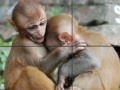 Gioco Baby Monkeys Slider Puzzle