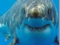Gioco Shark Jigsaw