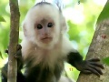 Gioco Monkeys hidden numbers