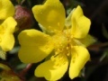 Gioco Flowers