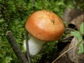 Gioco Forest mushroom