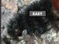 Gioco Puzzle hairy caterpillar