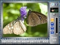 Gioco Butterfly - FindTheAlphabets