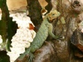 Gioco Jigsaw: Iguana Tree